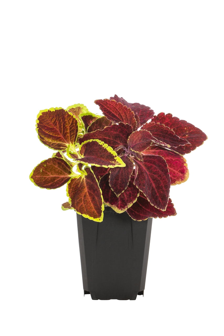 Expert Gardener 1PT Multicolor Coleus Live Annual Plant Sun 6-Pack