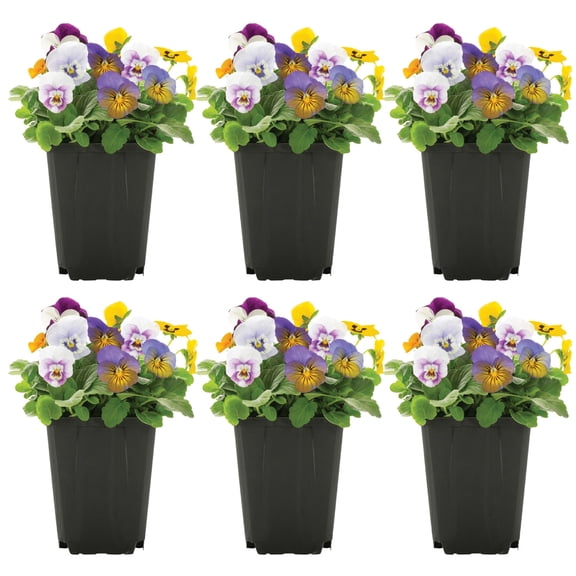 Expert Gardener 1PT Multicolor Viola Live Annual Plant Sun 6-Pack