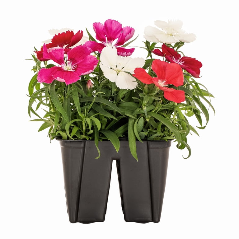 ferm living plant box dunkelgrau Plant Box main image 0
