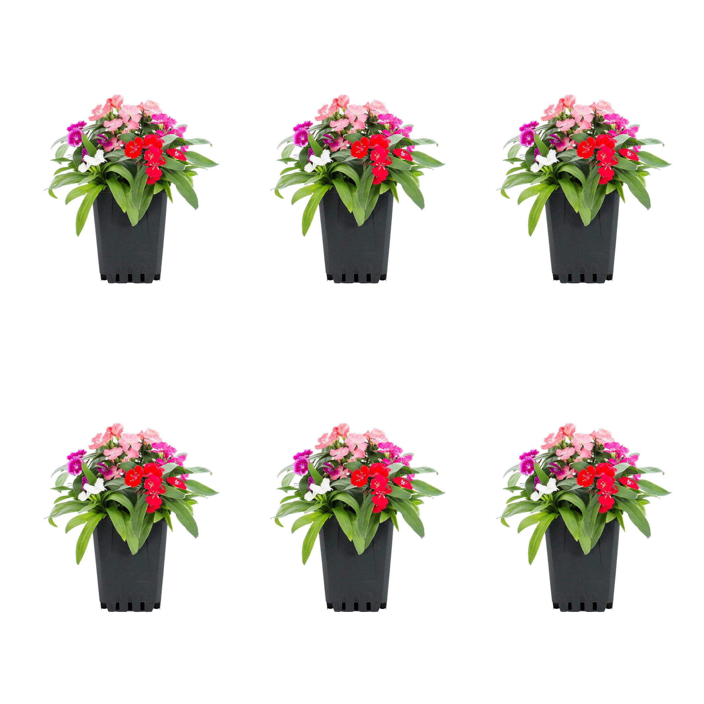 anthurium andreanum rosa Red or Pink Anthurium Andreanum