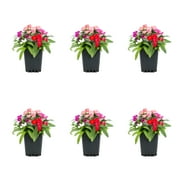 Expert Gardener 1 pt Multicolor Dianthus Live Annual Plant, Full Sun, 6-Pack
