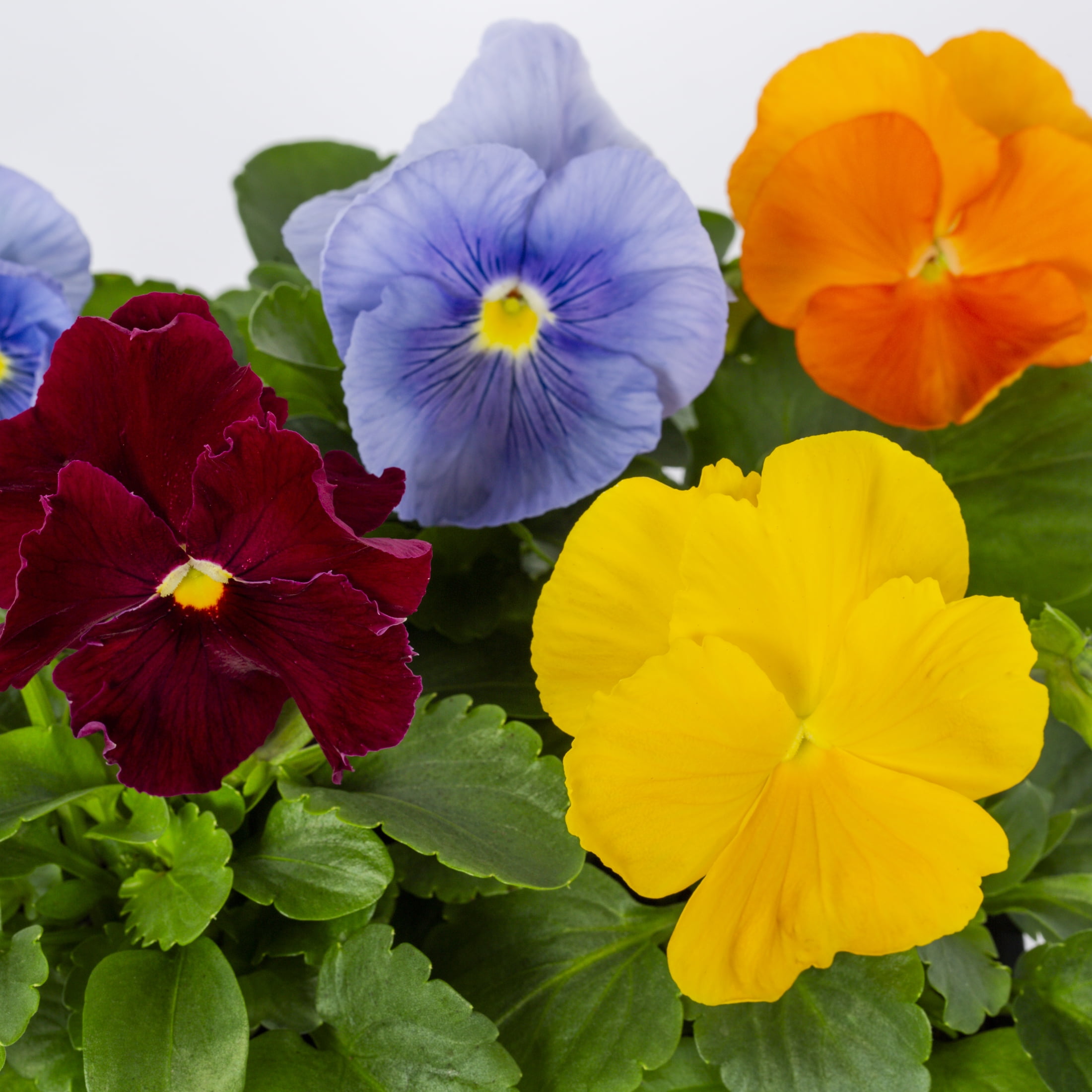Expert Gardener PT Multicolor Pansy Live Plant Grower Pot Sun (4 Pack) -  Walmart.com