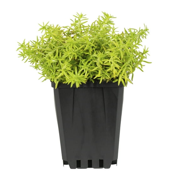 Expert Gardener 1PT Multicolor Sedum Live Perennial Plant Sun