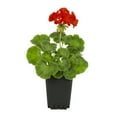 thumbnail image 1 of Expert Gardener 1PT Pink Geranium Live Annual Plant Sun, 1 of 7