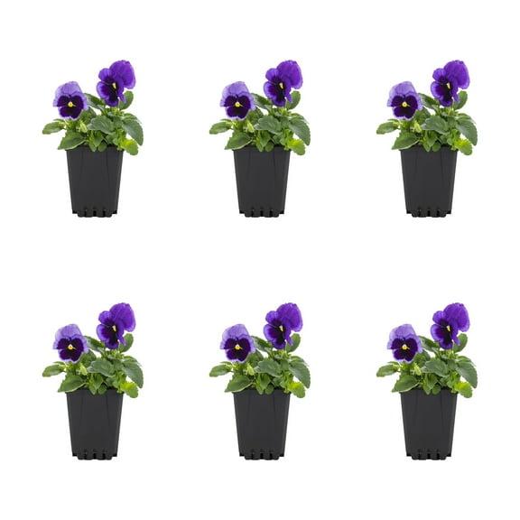 Expert Gardener 1PT Purple Blotch Pansy Live Annual Plant Sun 6-Pack