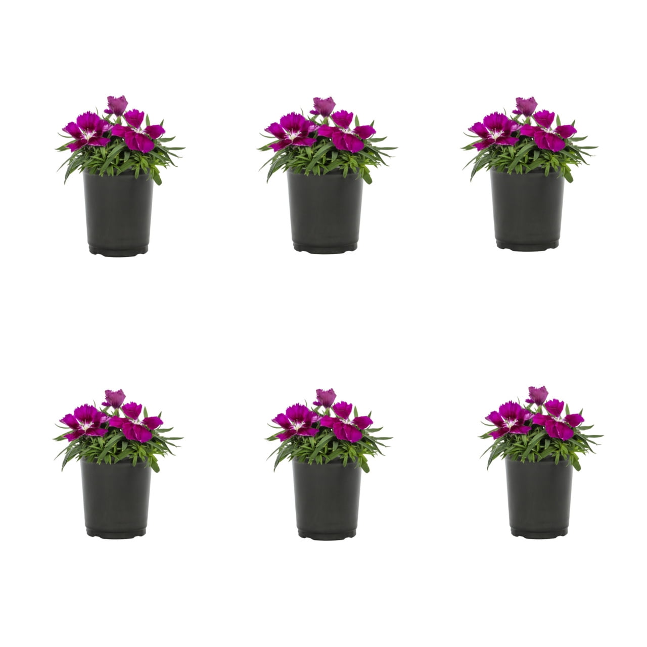 plant pots indoor plastic Black Plastic Garden Tray Inserts