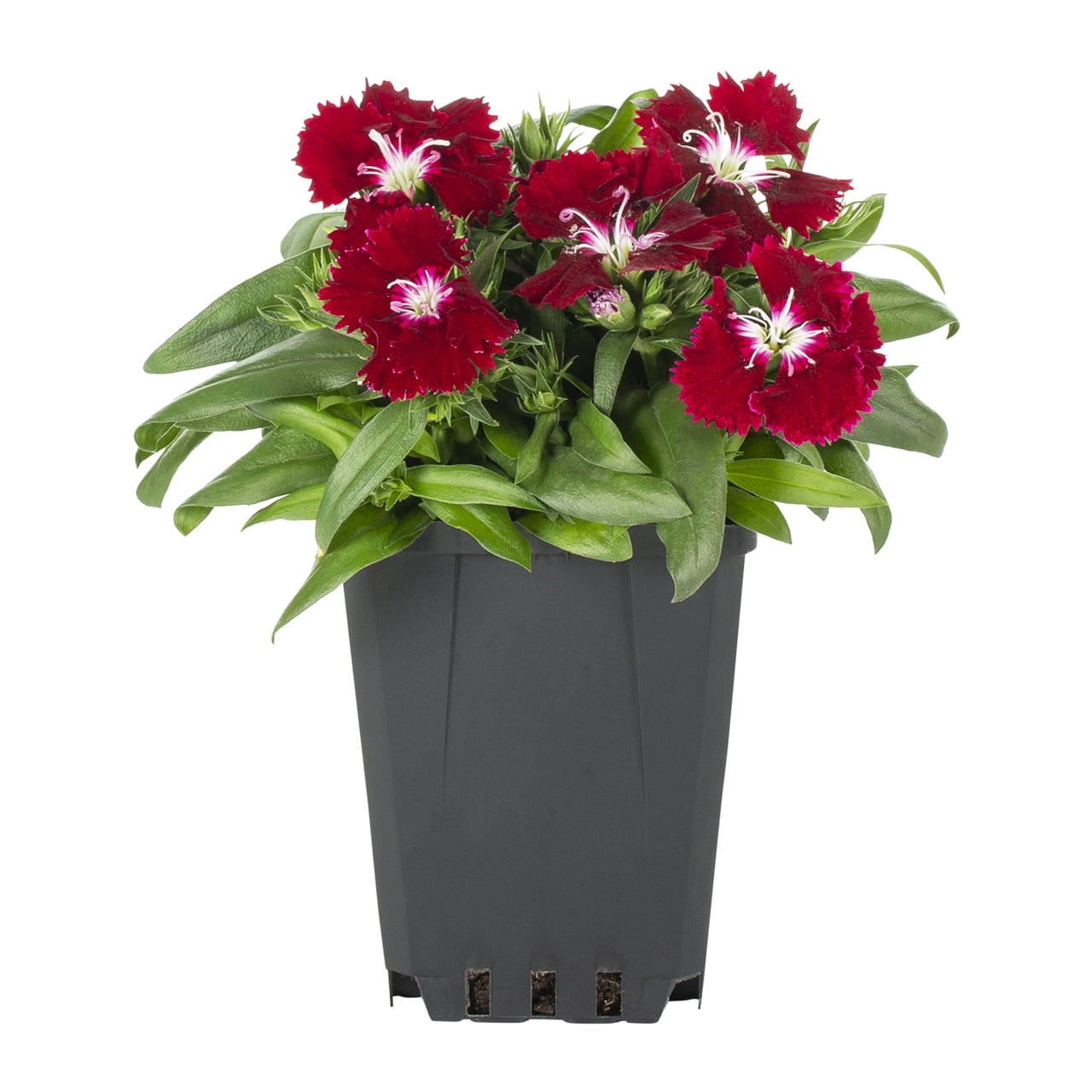 Expert Gardener 1PT Red Dianthus Live Annual Plant Sun 6-Pack