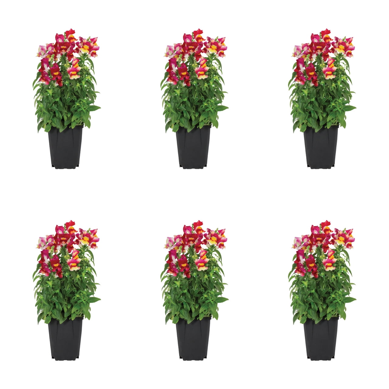 Expert Gardener 1PT Red Yellow Snapdragon Live Annual Plant Sun 6-Pack