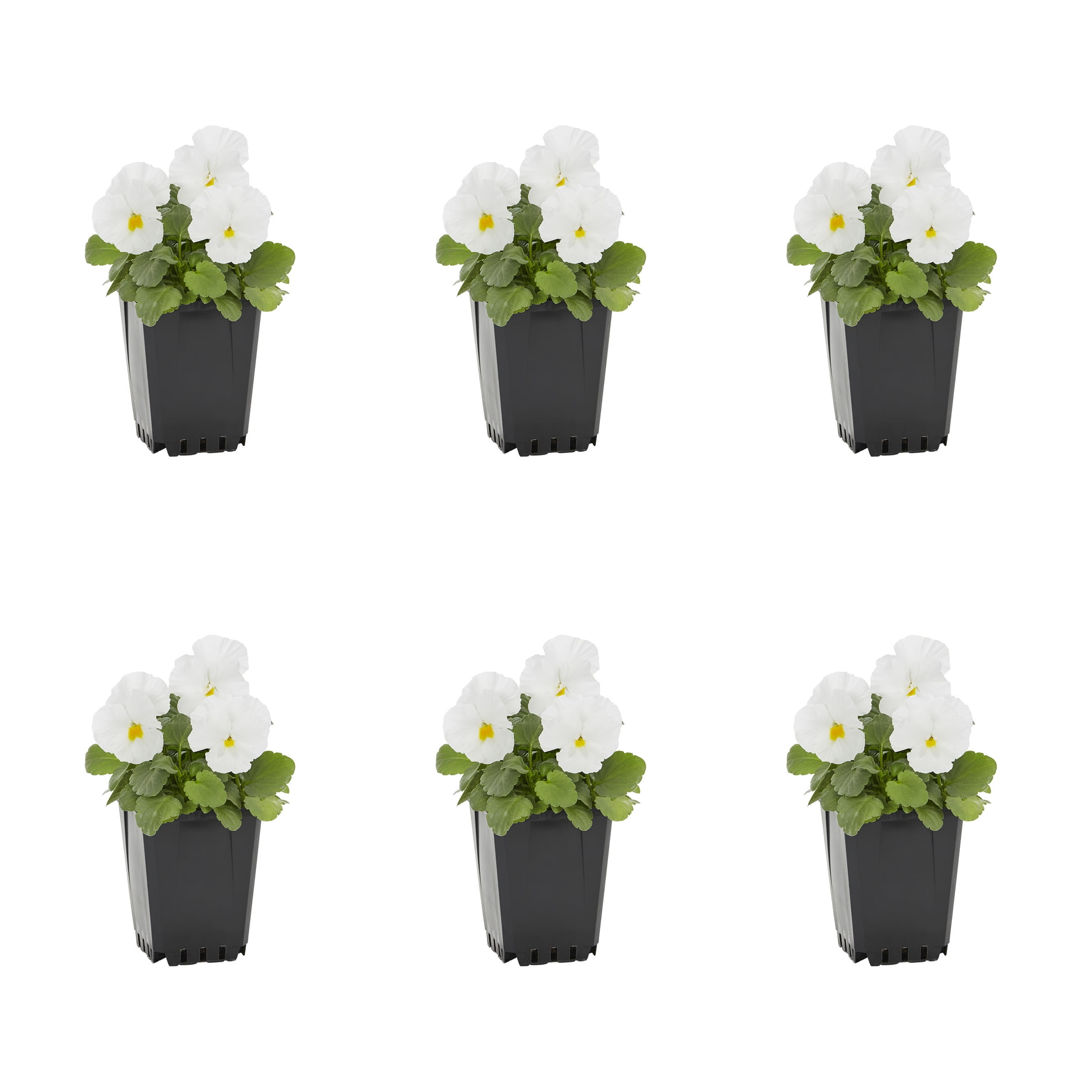 Expert Gardener Pansy Live Annual Plant, White Clear, 1 Pint, Full Sun, 6-Pack