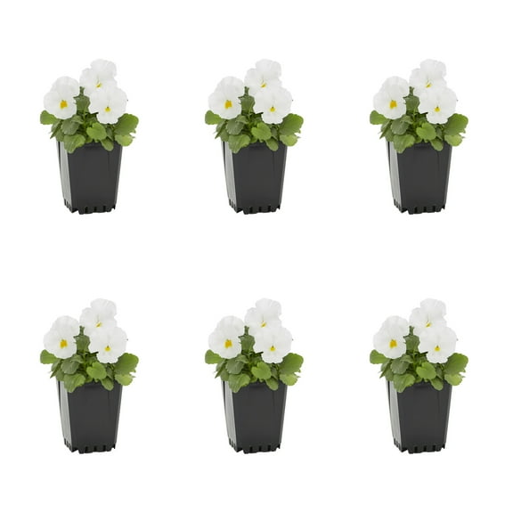 Expert Gardener 1PT White Clear Pansy Live Annual Plant Sun 6-Pack