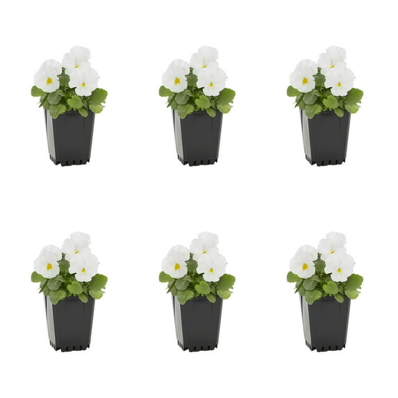Expert Gardener 1PT White Clear Pansy Live Annual Plant Sun 6-Pack
