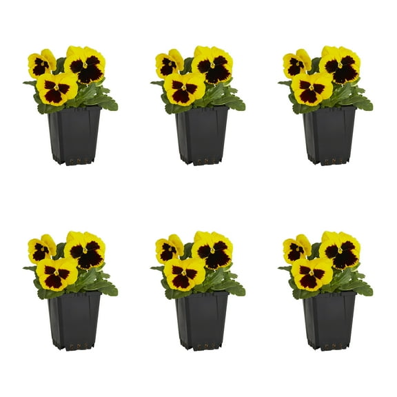 Expert Gardener 1PT Yellow Blotch Pansy Live Annual Plant Sun 6-Pack