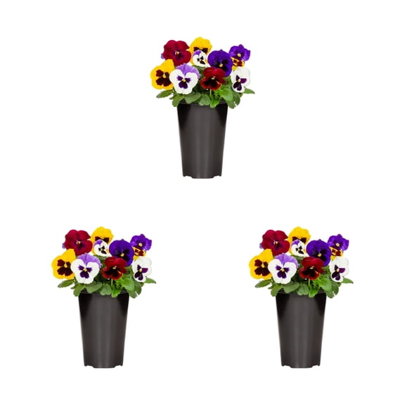 Expert Gardener Pansy Live Annual Plant, Multicolor Blotch, Full Sun, 3-Pack