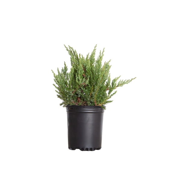 Expert Gardener Parsoni Juniper Live Shrub, 2.5 qt Grower Pot, Low-Growing with Blue-Green Foliage