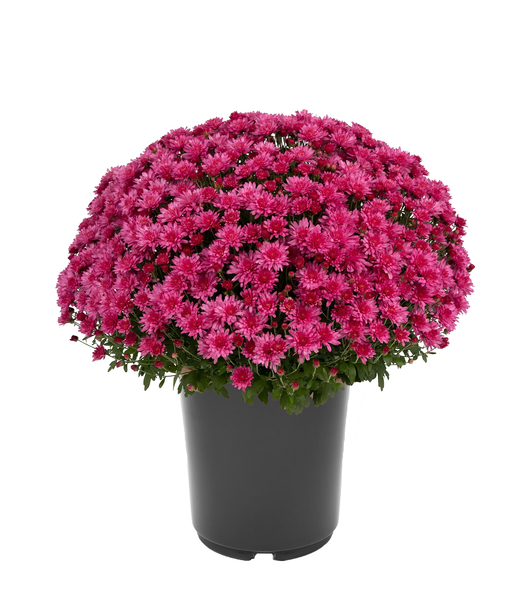 Expert Gardener 3QT Mum Pink