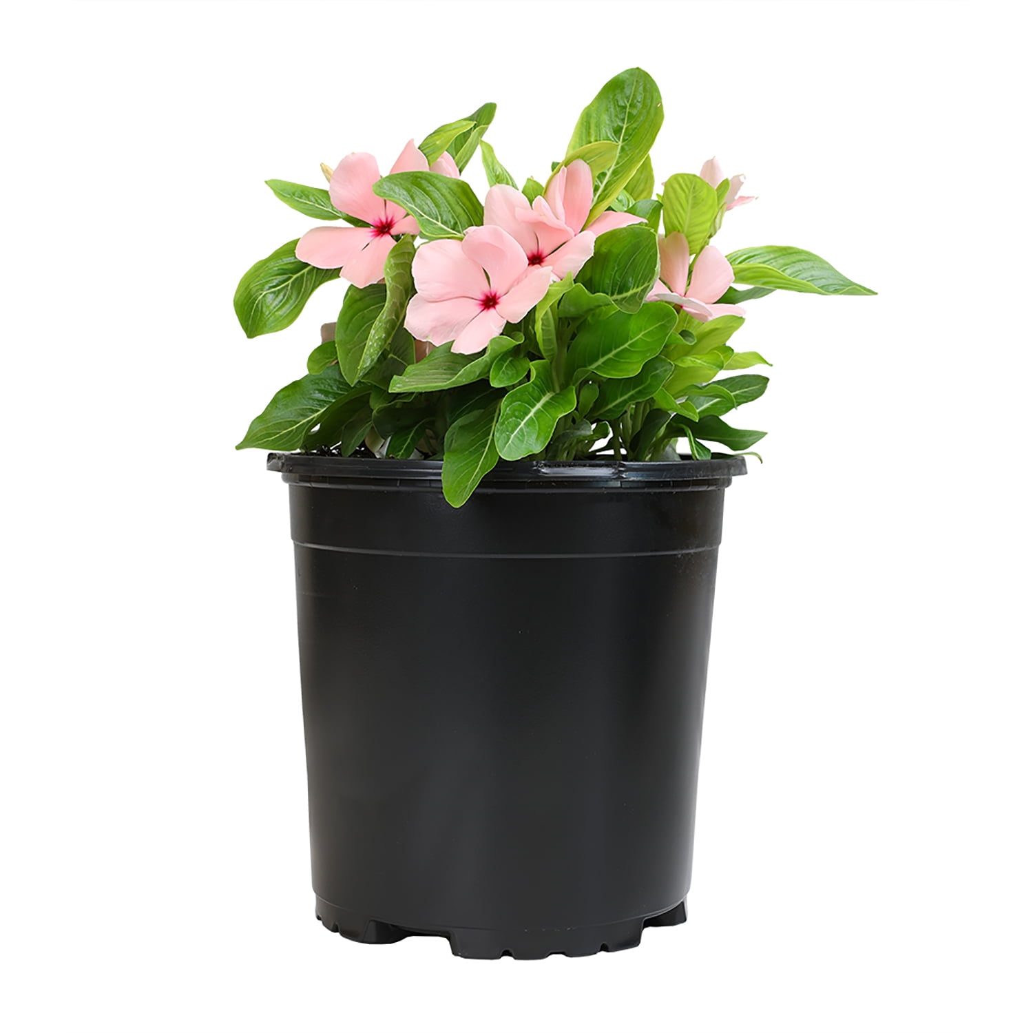 Expert Gardener Pink Vinca Live Plant2.5 QT Grow Pot Full Sun to