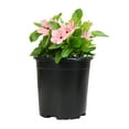 thumbnail image 1 of Expert Gardener Pink Vinca Live Plant|2.5 QT Grow Pot| Full Sun to Partial Shade, 1 of 9