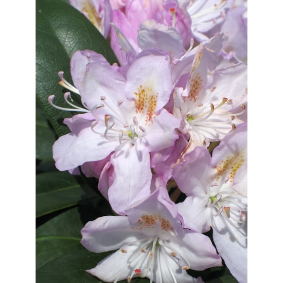 Expert Gardener Pink and Green Rhododendron Live Plant