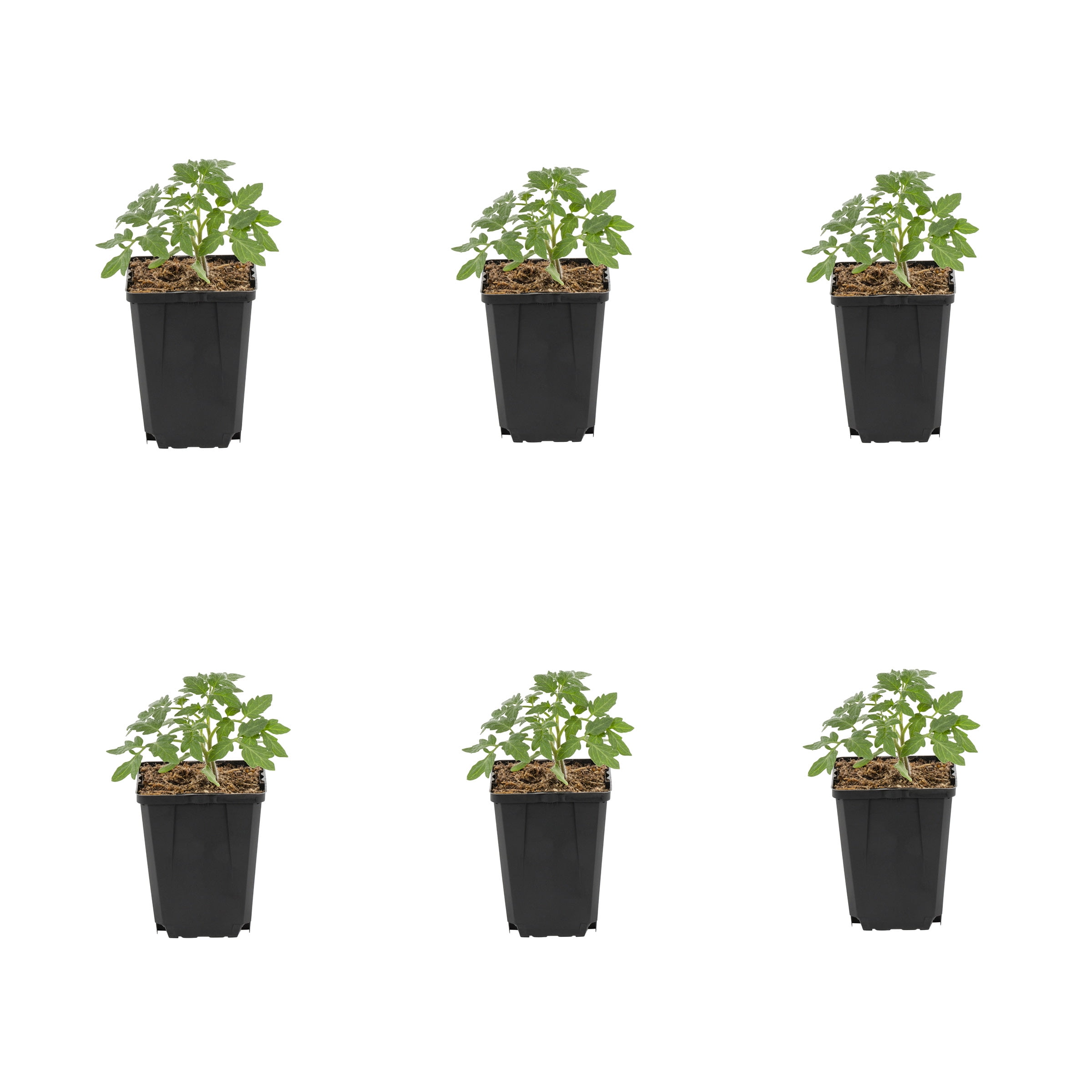 Expert Gardener 1PT Better Boy Tomato Live Edible Plant Sun 6-Pack