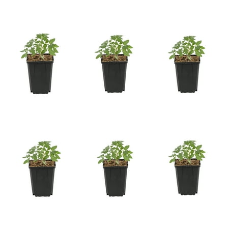 Expert Gardener 1PT Better Boy Tomato Live Edible Plant Sun 6-Pack
