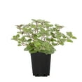 thumbnail image 1 of Expert Gardener 1PT Oregano Plant, Full Sun, 1 of 7