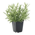 thumbnail image 1 of Expert Gardener 1PT Rosemary Plant, Full Sun, 1 of 8