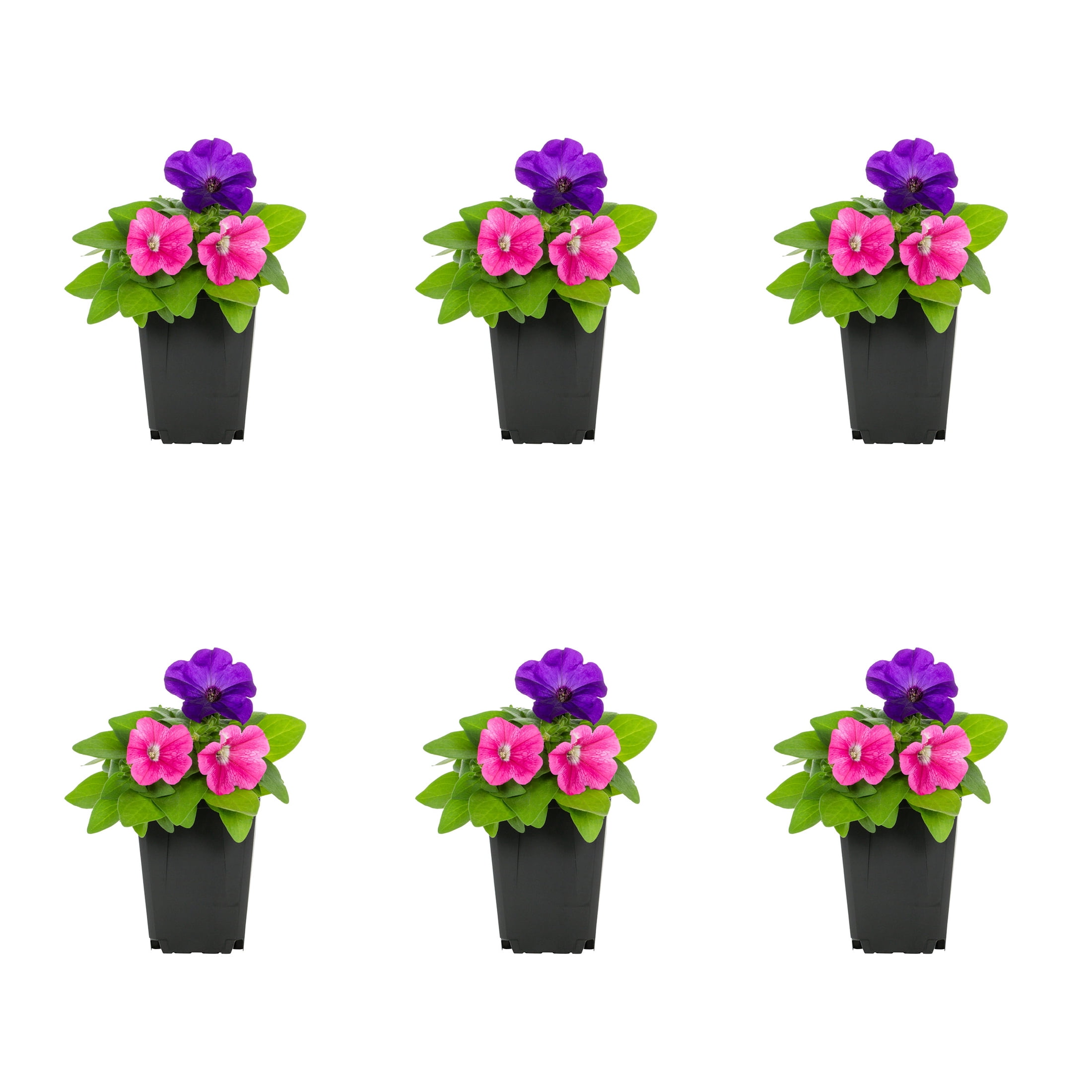 Expert Gardener 1PT Multicolor Petunia Live Annual Plant Sun 6-Pack
