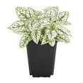 thumbnail image 1 of Expert Gardener 1PT Multicolor Pink Hypoestes Live Annual Plant Shade, 1 of 6