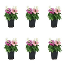 Expert Gardener 1PT Multicolor Snapdragon Live Annual Plant Sun 6-Pack