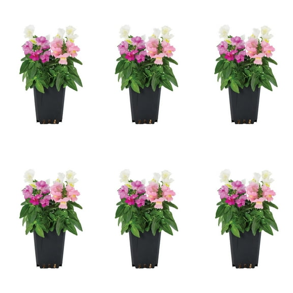 Expert Gardener 1PT Multicolor Snapdragon Live Annual Plant Sun 6-Pack