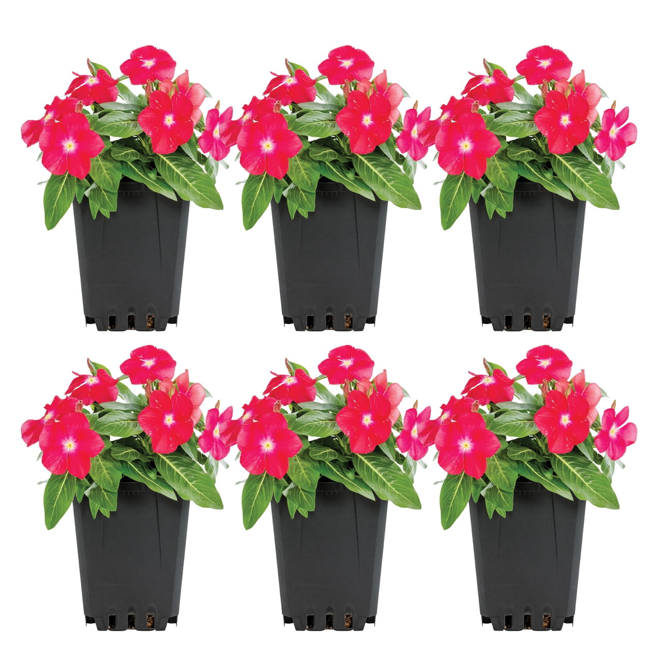Expert Gardener Multicolor Vinca Live Annual Plant, 1 Pint Grower Pot, 6-Pack, Full Sun