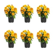 Expert Gardener 6 Inch Orange Chrysanthemum Live Fall Plant 1PT Grower's Pot Sat 6-Pack Easy to Grow