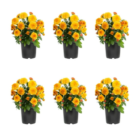 Expert Gardener 6 Inch Orange Chrysanthemum Live Fall Plant 1PT Grower's Pot Sat 6-Pack Easy to Grow