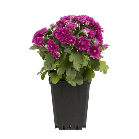 Expert Gardener 1PT Purple Live Chrysanthemum Plant Sun