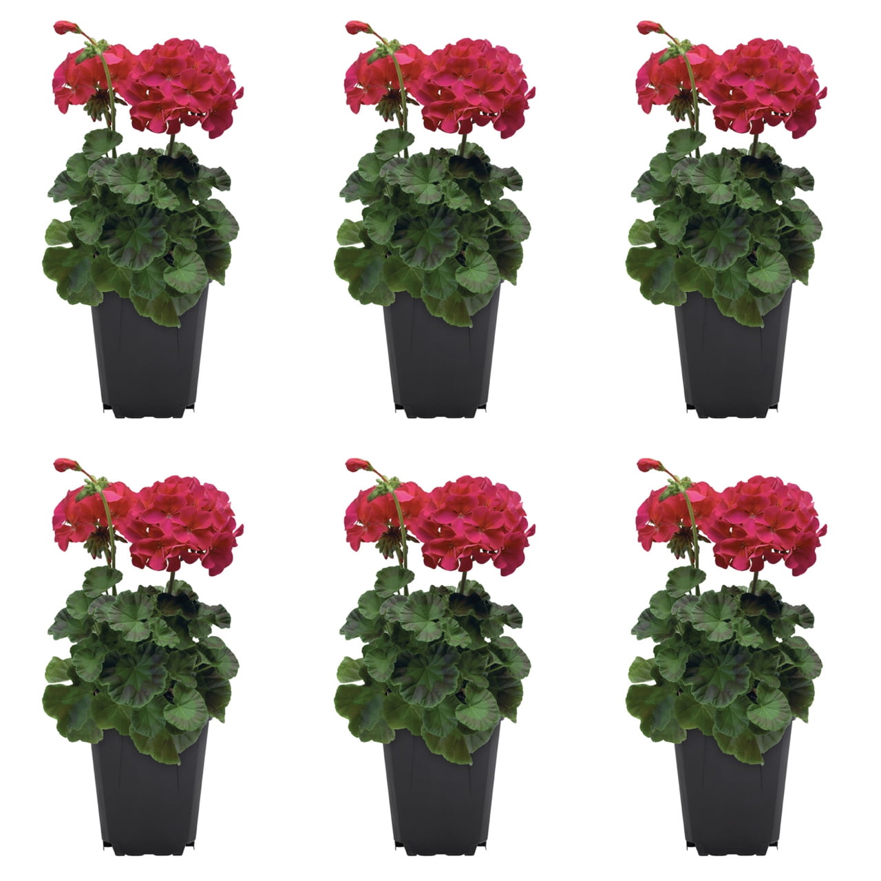 Expert Gardener 1PT Purple Geranium Live Annual Plant Sun 6-Pack
