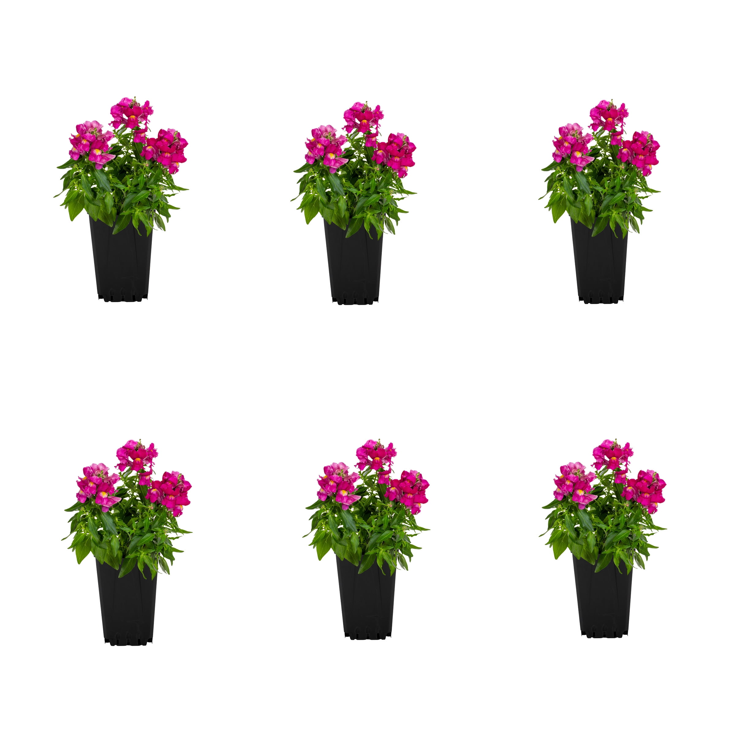 Expert Gardener 1PT Multicolor Snapdragon Live Annual Plant Sun 6