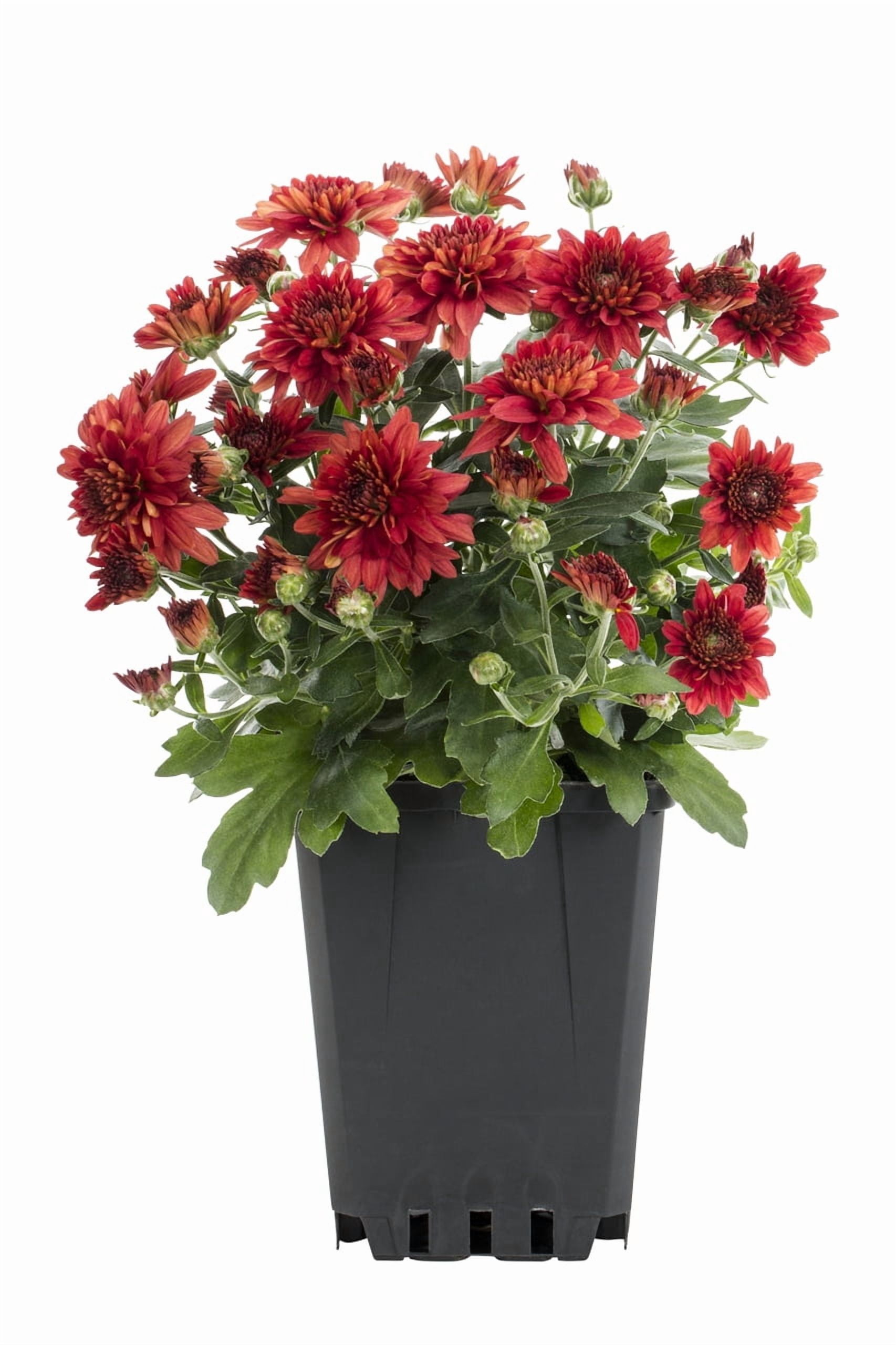 Expert Gardener Pint Red Garden Chrysanthemum Plant Sun