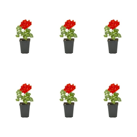 Expert Gardener 1PT Red Geranium Live Annual Plant Sun 6-Pack