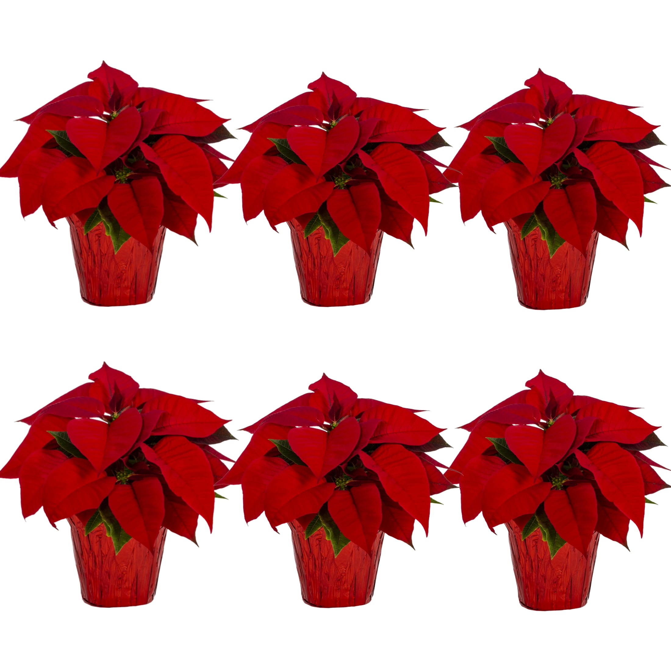 Expert Gardener Pint Red Poinsettia Live Plant Red Foil Cover Indirect Sun 6 Pack