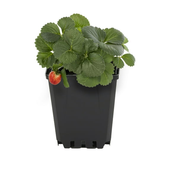 Expert Gardener 1PT Red Strawberry Live Edible Plant Full Sun 6-Pack