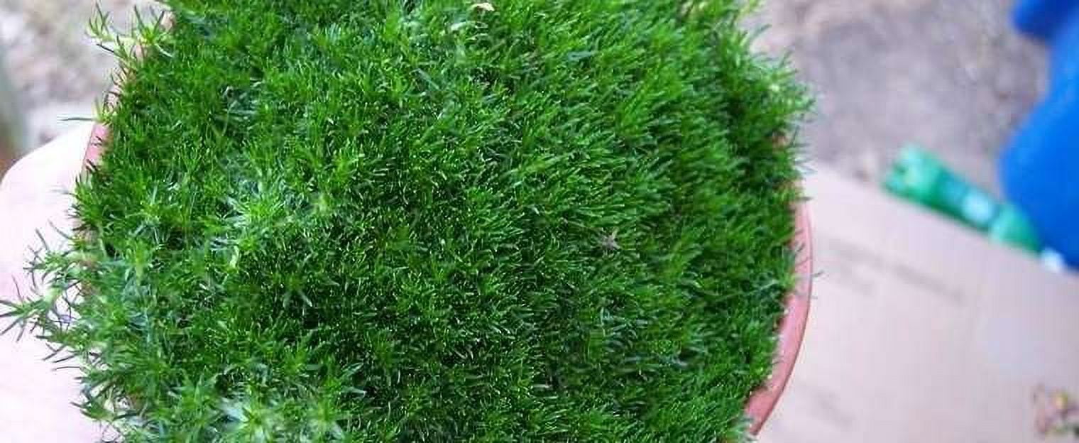 Expert Gardener 1 Pint Sagina subulata 'Irish Moss' Perennial Groundcover Live Plants