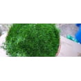 thumbnail image 1 of Expert Gardener - Pint Sagina subulata 'Irish Moss' Perennial Groundcover - Live Plants, 1 of 4