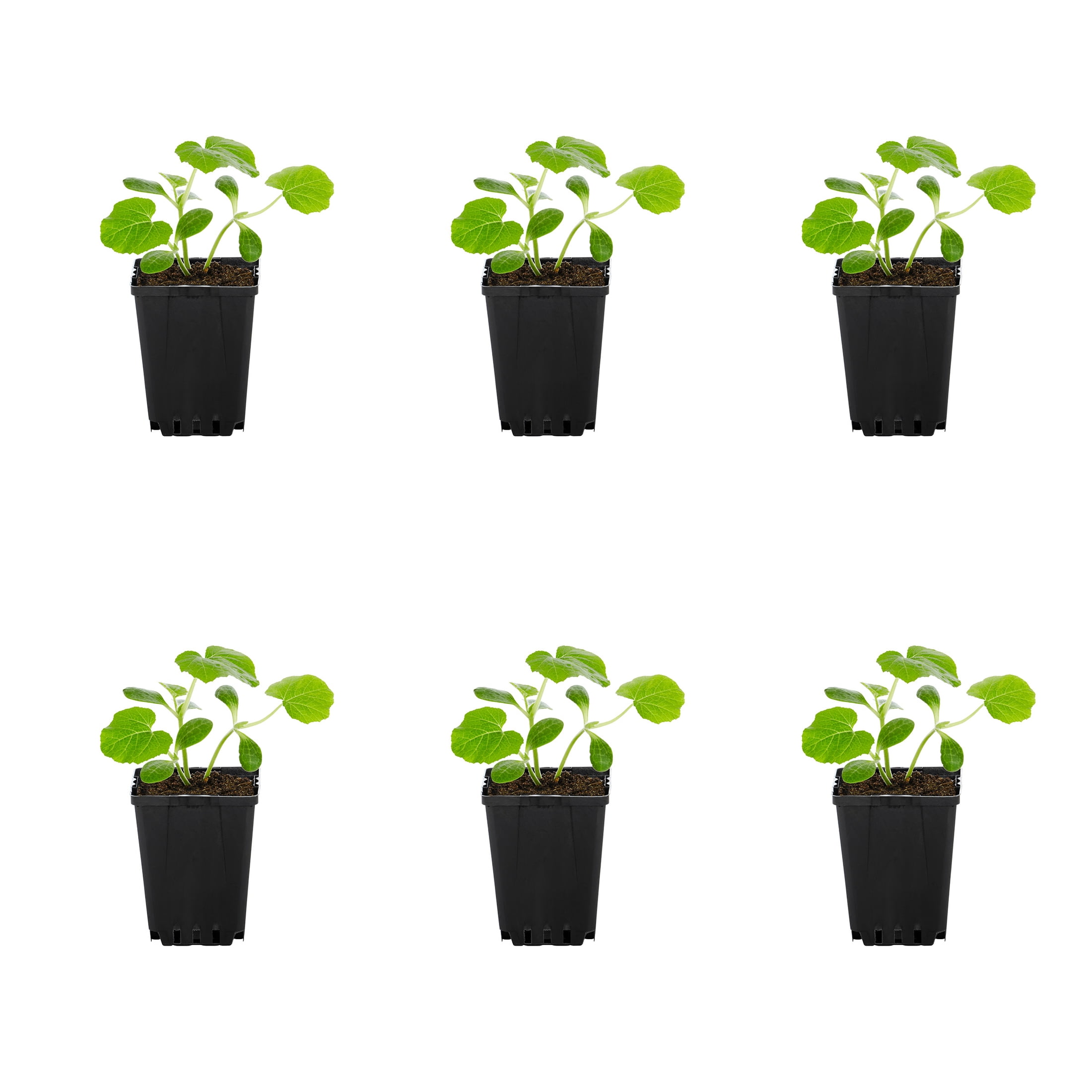 Expert Gardener Squash Live Edible Plant, 1 PT Grower Pot, 6-Pack, Full Sun