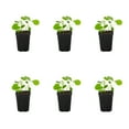 thumbnail image 1 of Expert Gardener 1PT Squash Live Edible Plant Sun 6-Pack, 1 of 6
