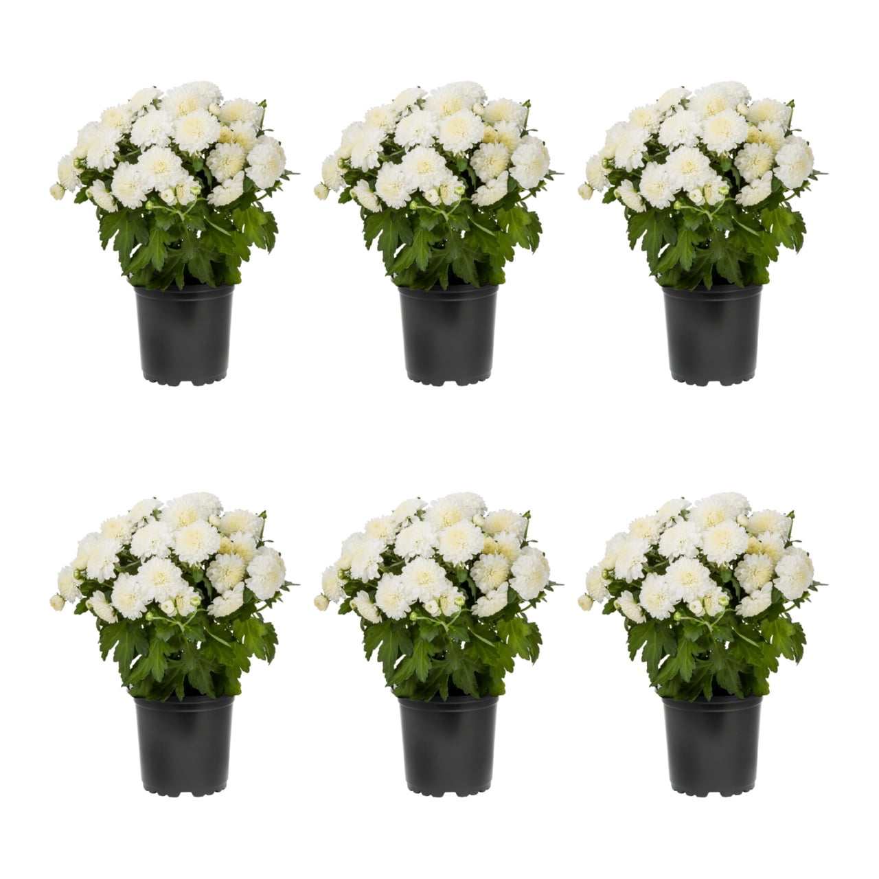 Expert Gardener 6 Inch White Chrysanthemum Live Fall Plant 1PT Grower's Pot Sun 6-Pack Easy to Grow