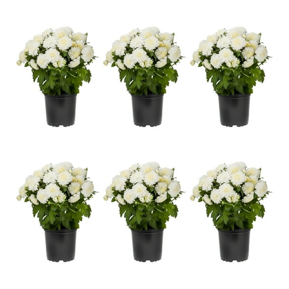 Expert Gardener 6 Inch White Chrysanthemum Live Fall Plant 1PT Grower's Pot Sun 6-Pack Easy to Grow