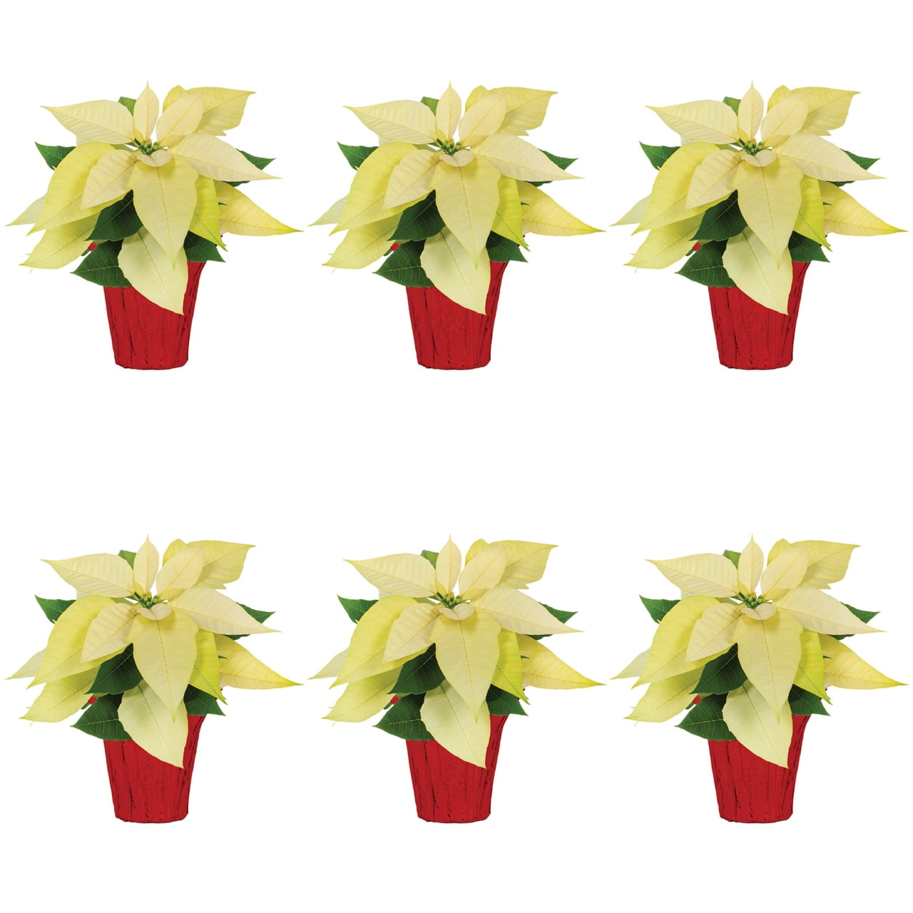 Expert Gardener White Poinsettia Live Plant, 1-Pint, Red Foil Cover, Indirect Sun, 6 Pack
