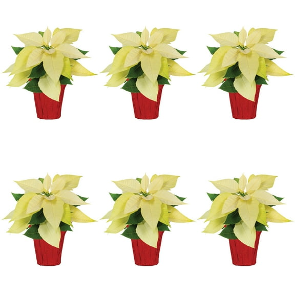 Expert Gardener Pint White Poinsettia Live Plant Red Foil Cover Indirect Sun 6 Pack