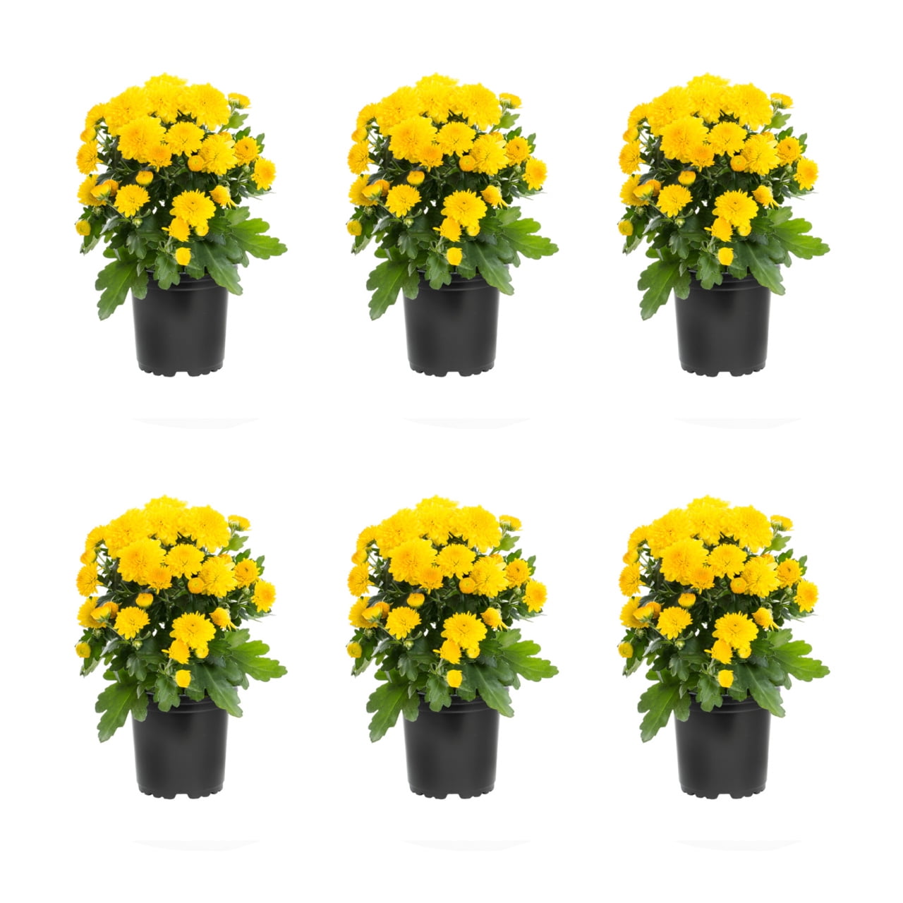 Expert Gardener 6 Inch Yellow Chrysanthemum Live Fall Plant 1PT Grower's Pot Tue 6-Pack Easy to Grow