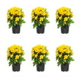 thumbnail image 1 of Expert Gardener 6 Inch Yellow Chrysanthemum Live Fall Plant 1PT Grower's Pot Tue 6-Pack Easy to Grow, 1 of 8